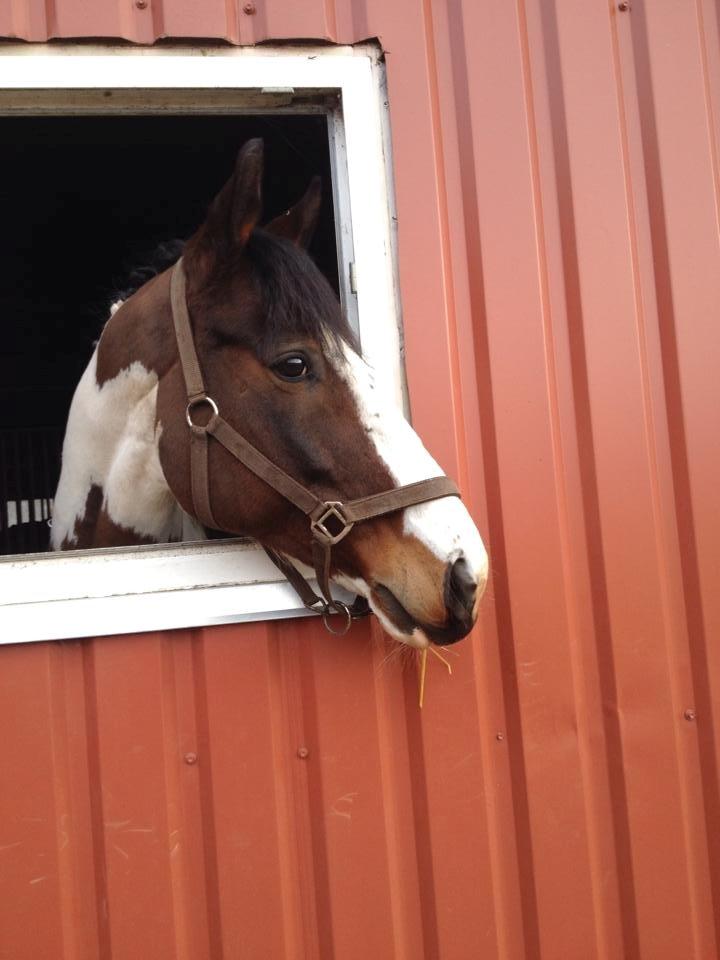 Pinto PePitto - Petti<3 - Velkommen til Pettis profil<3 billede 1