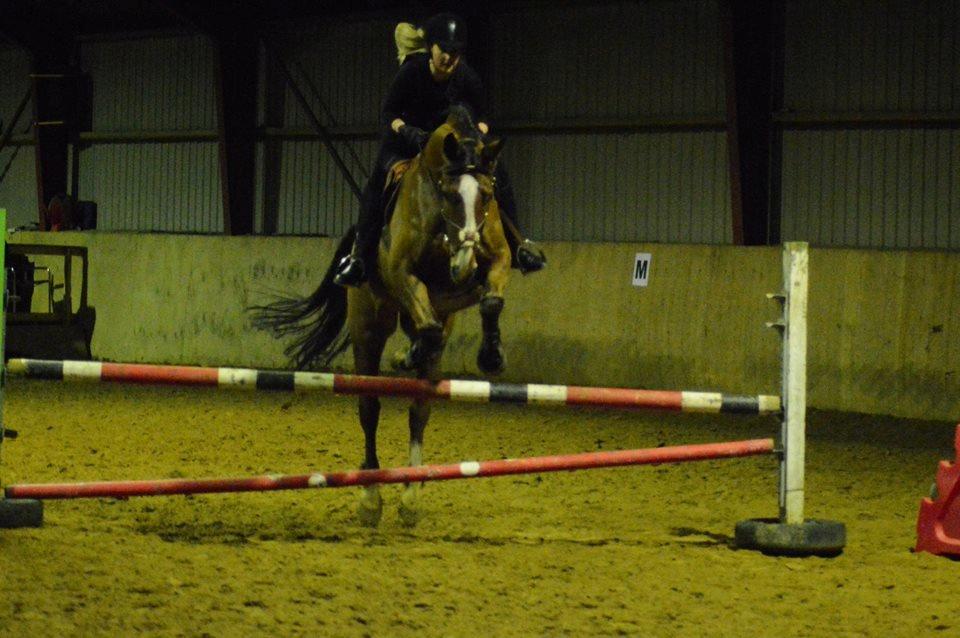 Dansk Varmblod Landanos billede 2