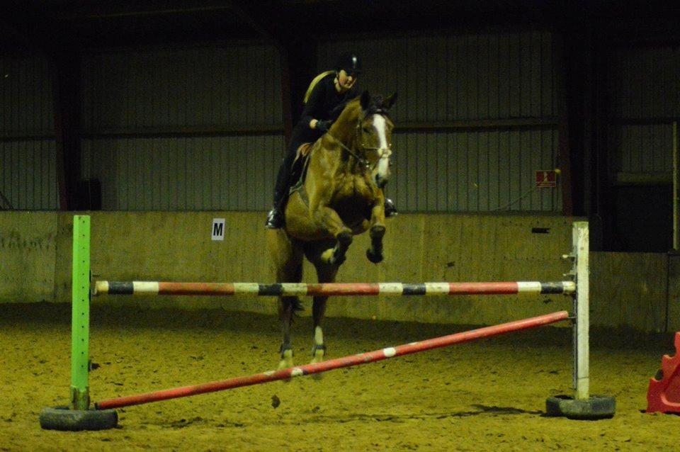 Dansk Varmblod Landanos billede 6