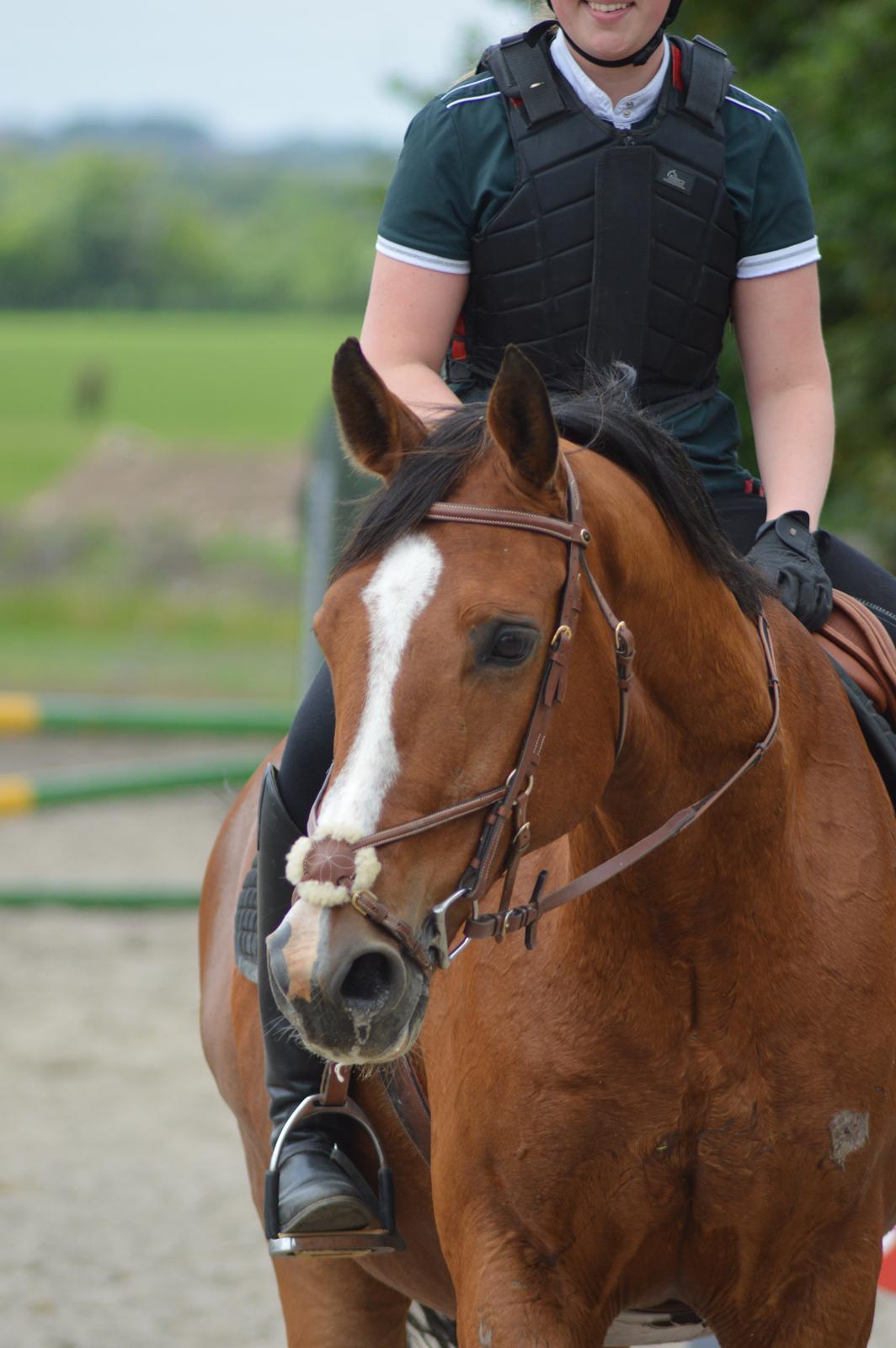 Dansk Varmblod Landanos billede 10