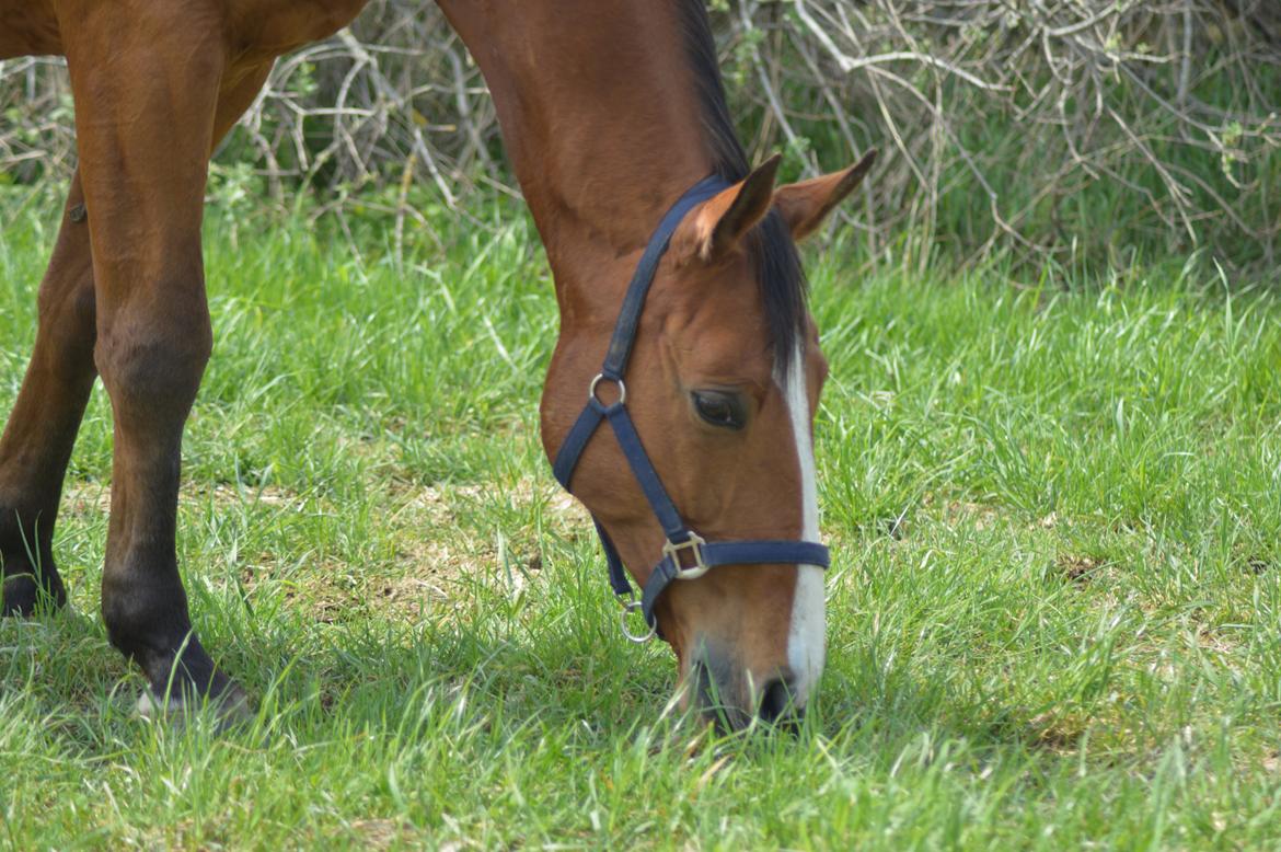 Dansk Varmblod Landanos - Sommer 2013 billede 8