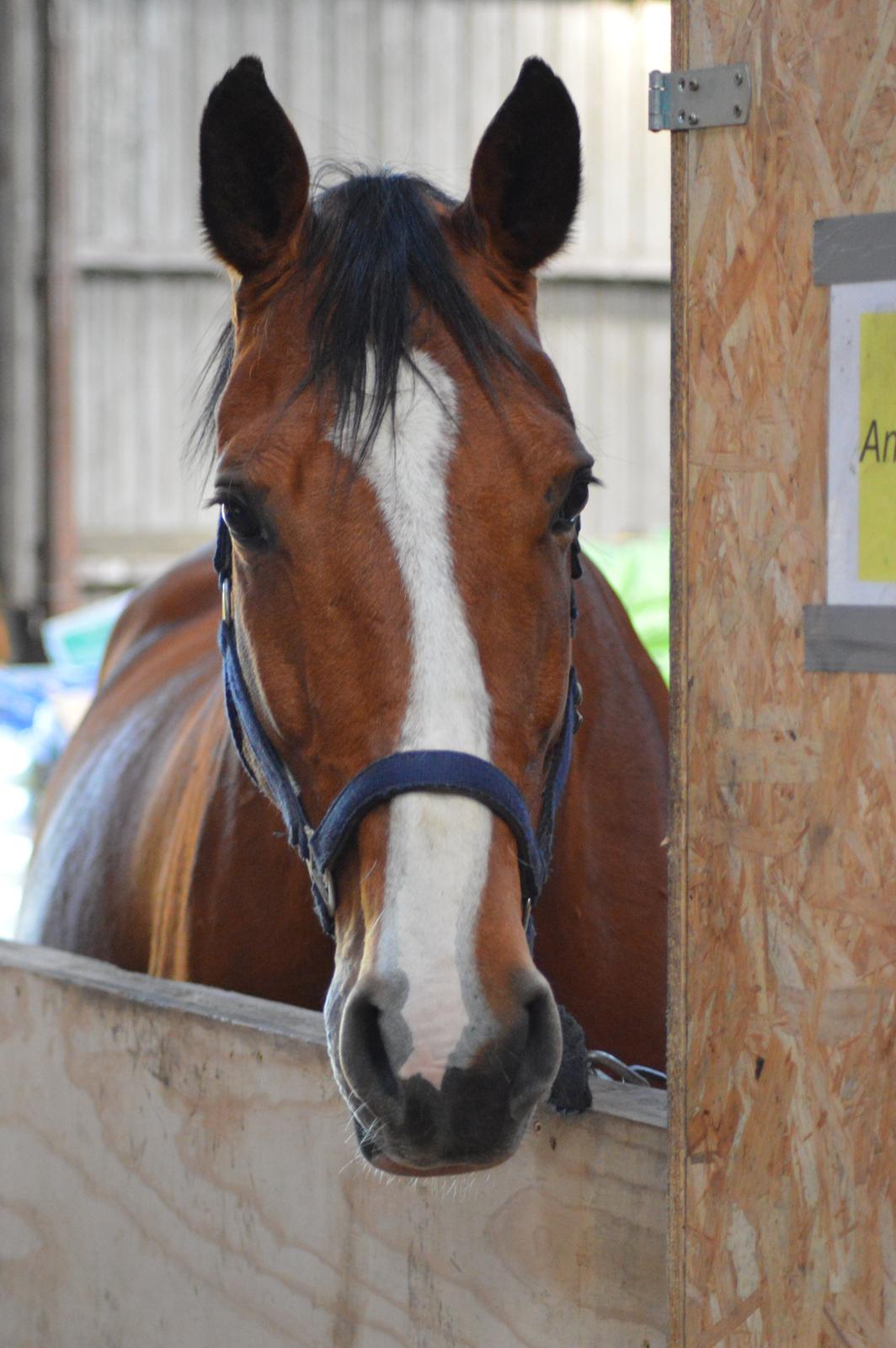 Dansk Varmblod Landanos billede 4