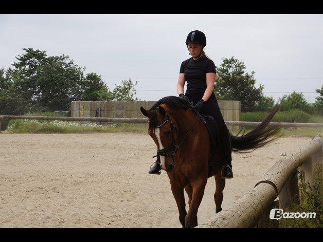 Dansk Varmblod Landanos billede 3