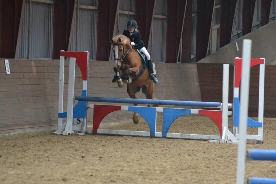 Welsh Cob (sec D) White Feet (White socks)(Sokke) billede 1