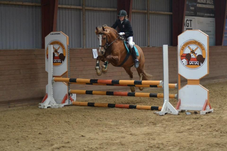 Welsh Cob (sec D) White Feet (White socks)(Sokke) billede 3
