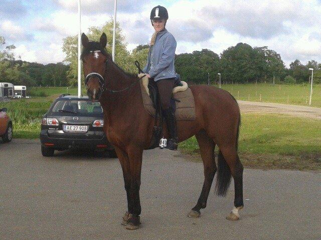 Dansk Varmblod Grevens Limone billede 1