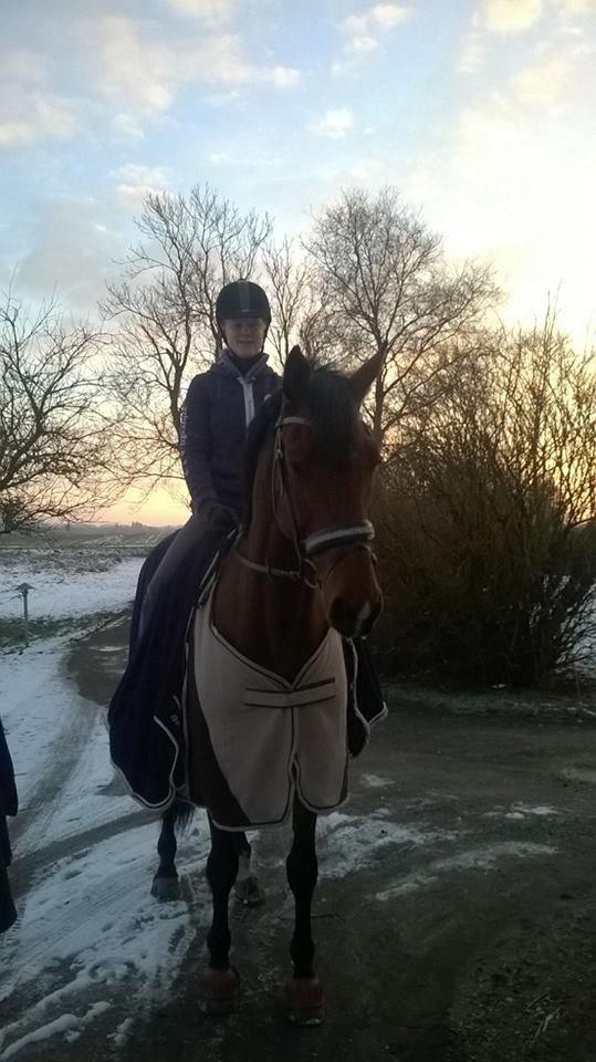 Dansk Varmblod Grevens Limone billede 2