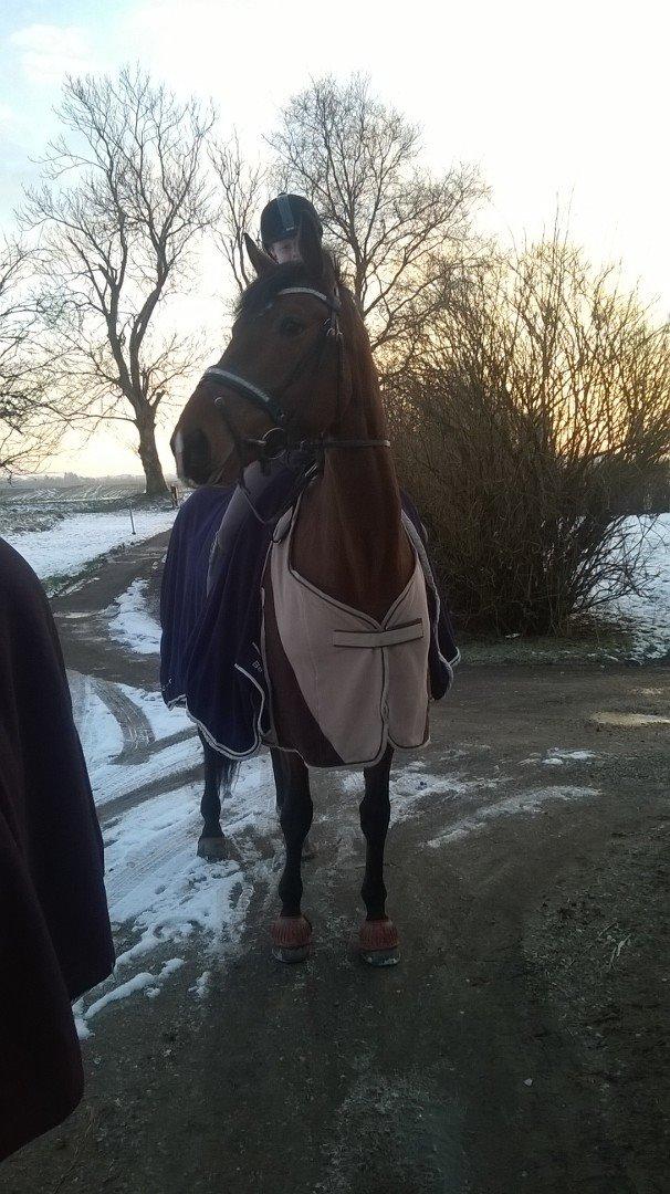 Dansk Varmblod Grevens Limone billede 3