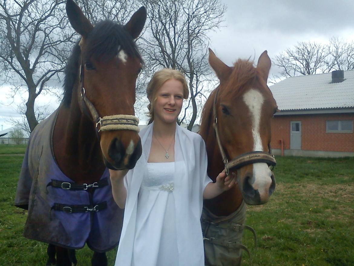 Dansk Varmblod Grevens Limone billede 4