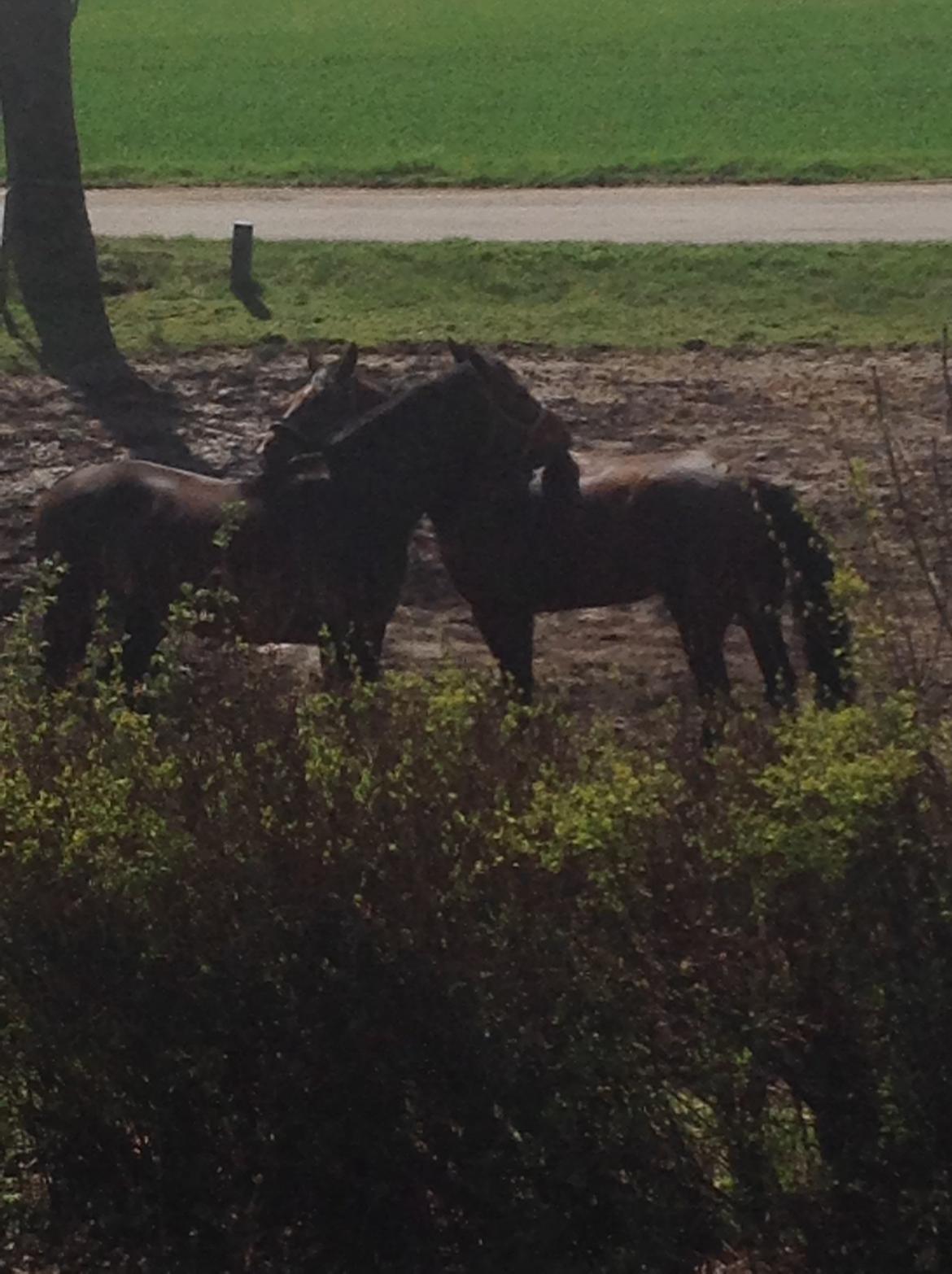 Dansk Varmblod Grevens Limone billede 5