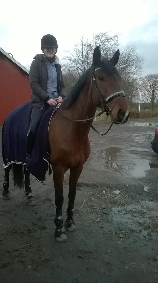 Dansk Varmblod Grevens Limone billede 6