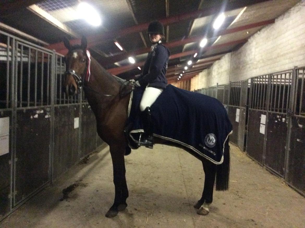 Dansk Varmblod Grevens Limone billede 7