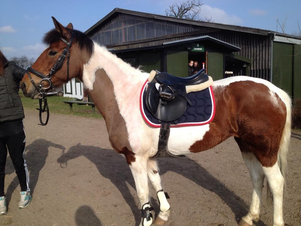 Anden særlig race Avanti billede 8