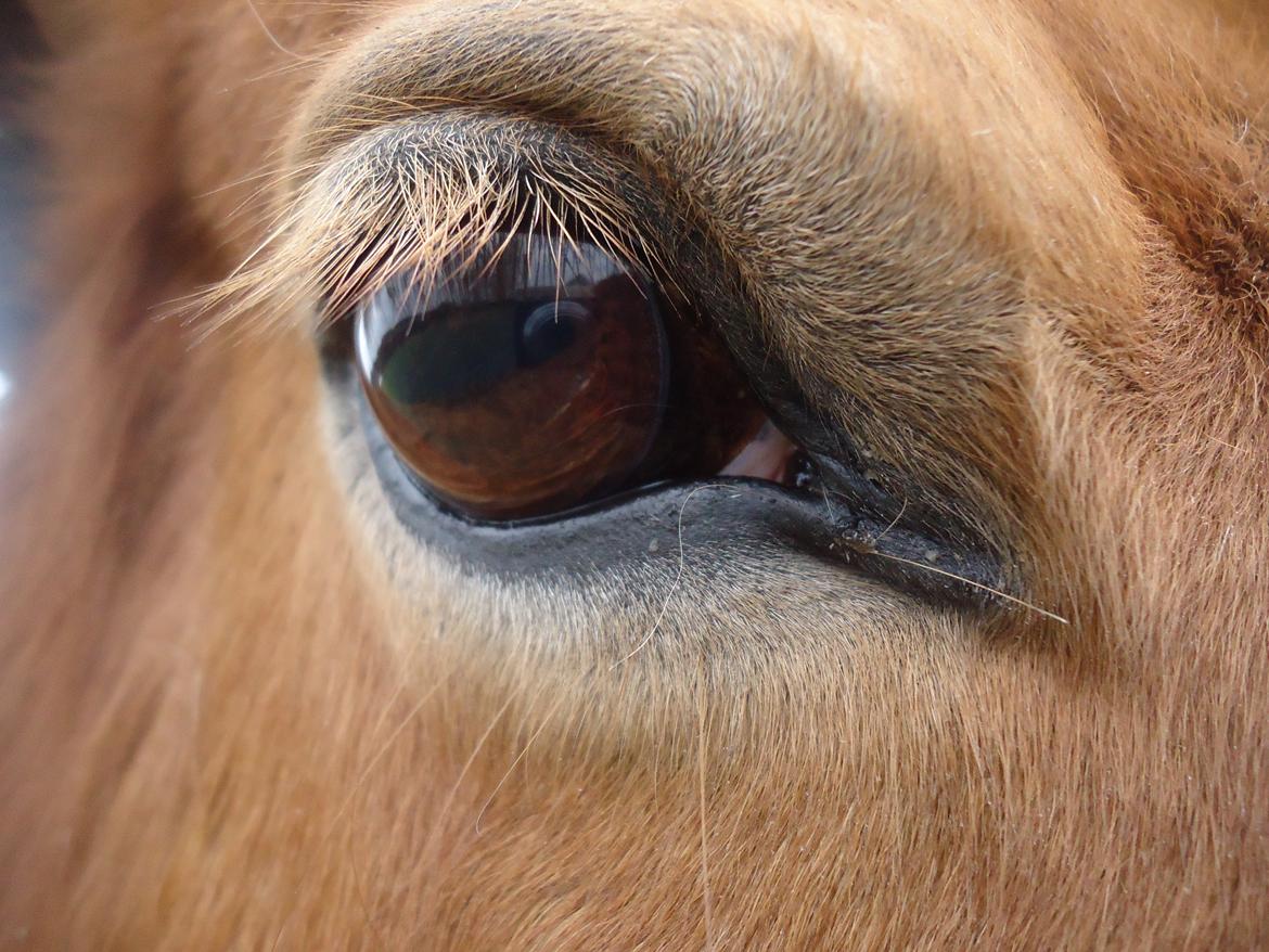 Shetlænder Sille billede 2