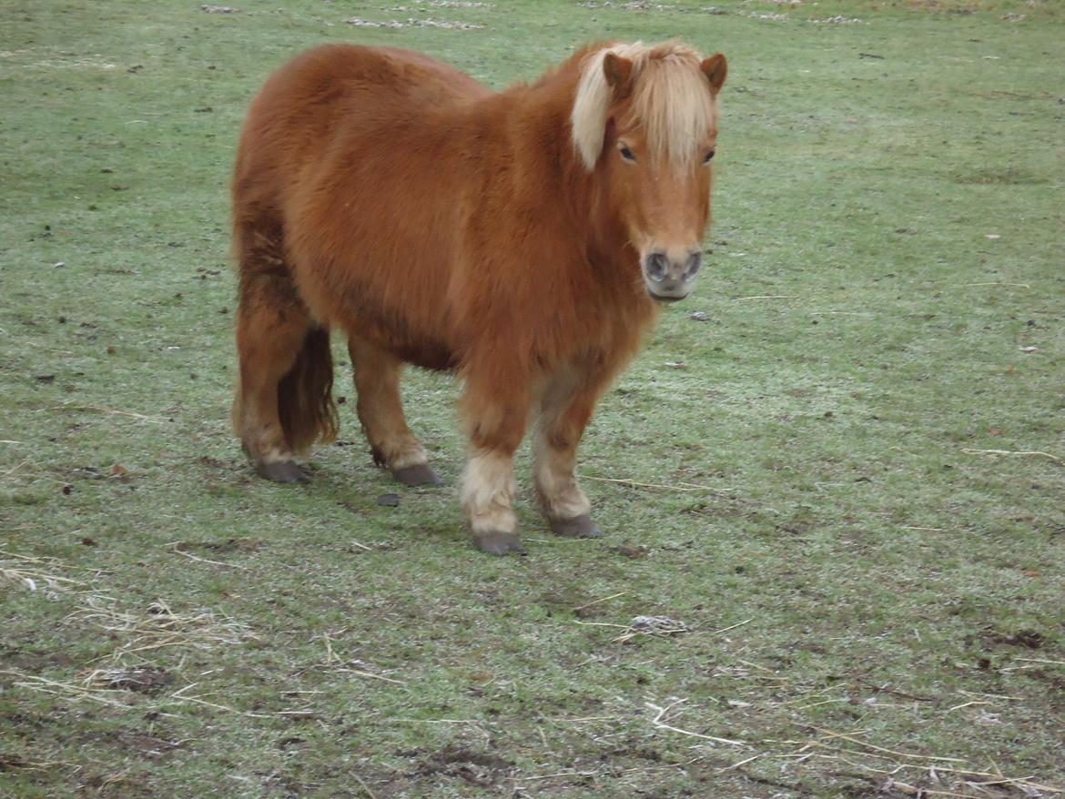 Shetlænder Sille billede 4