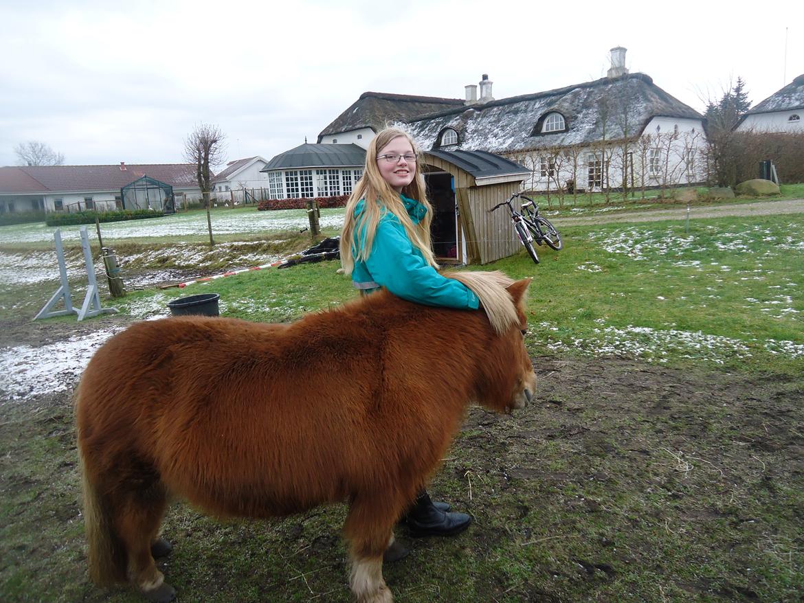Shetlænder Sille billede 5