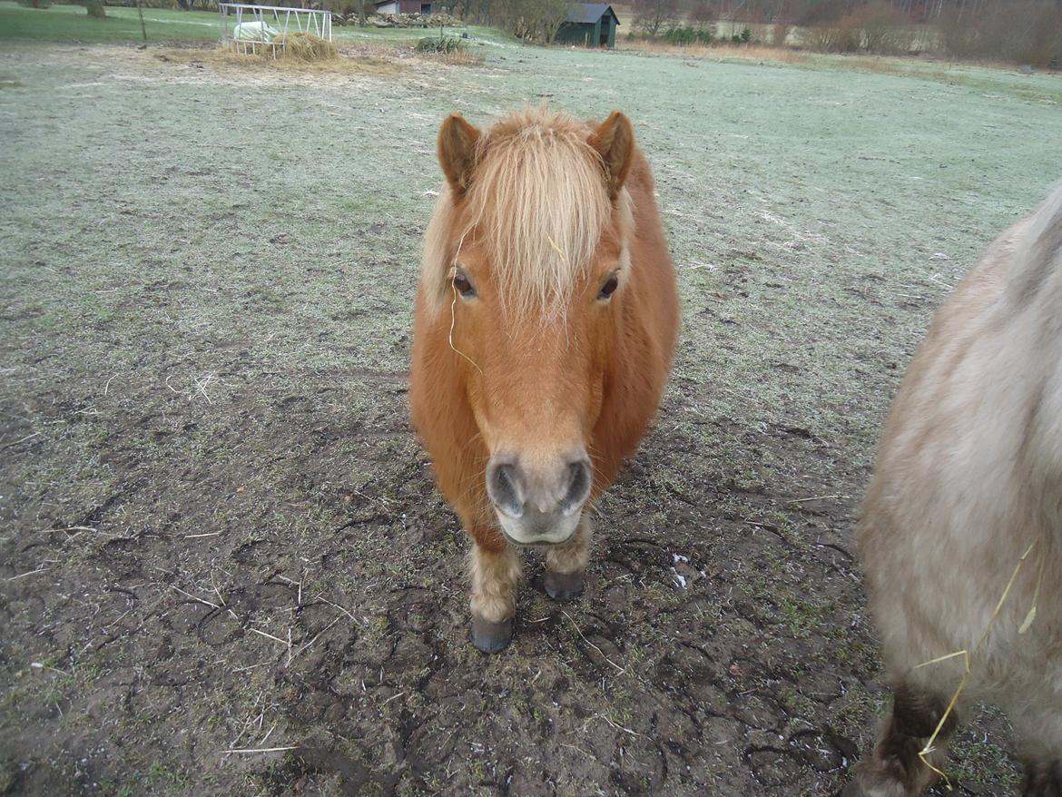 Shetlænder Sille billede 6