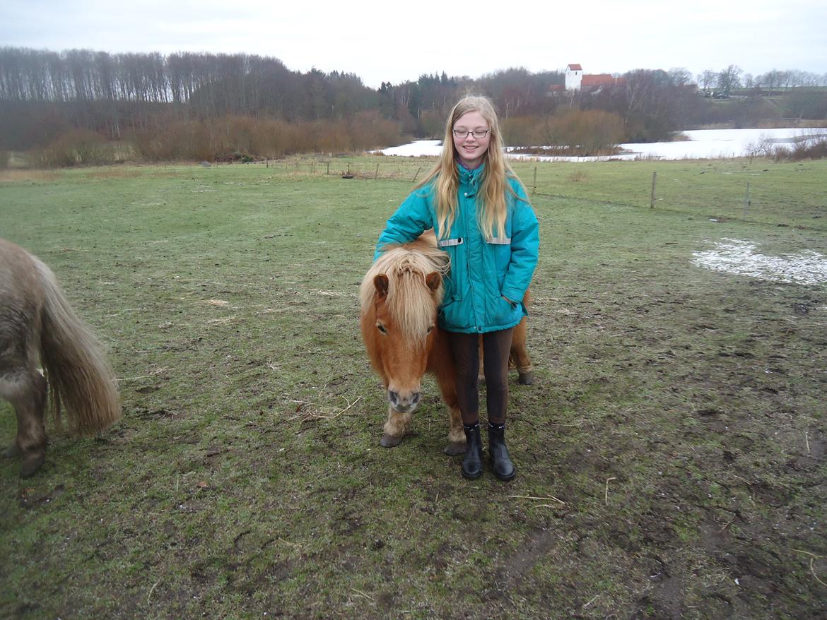 Shetlænder Sille billede 7