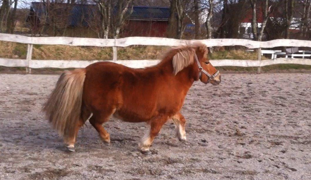 Shetlænder Sille billede 3