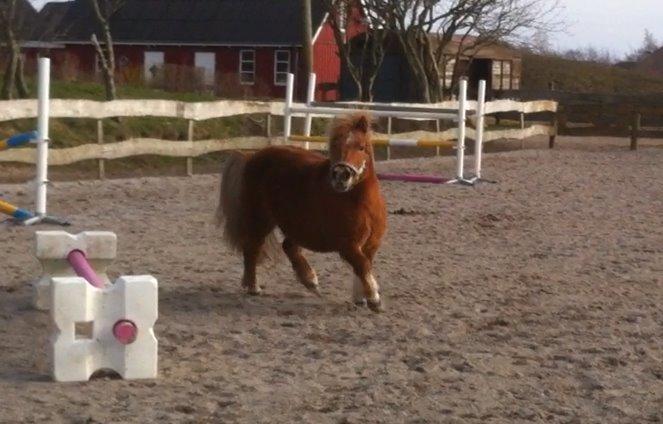 Shetlænder Sille billede 1