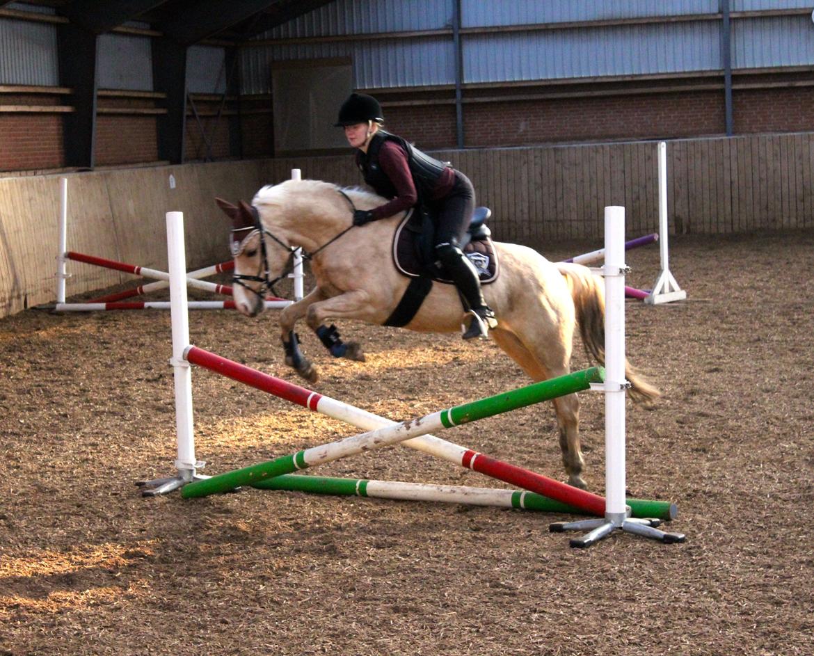 Palomino Asterix - Springtræning på S.E billede 16