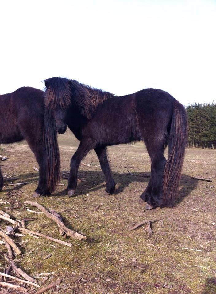 Islænder Tristan fra Anegaarden - Tristan snart 3 år  billede 19