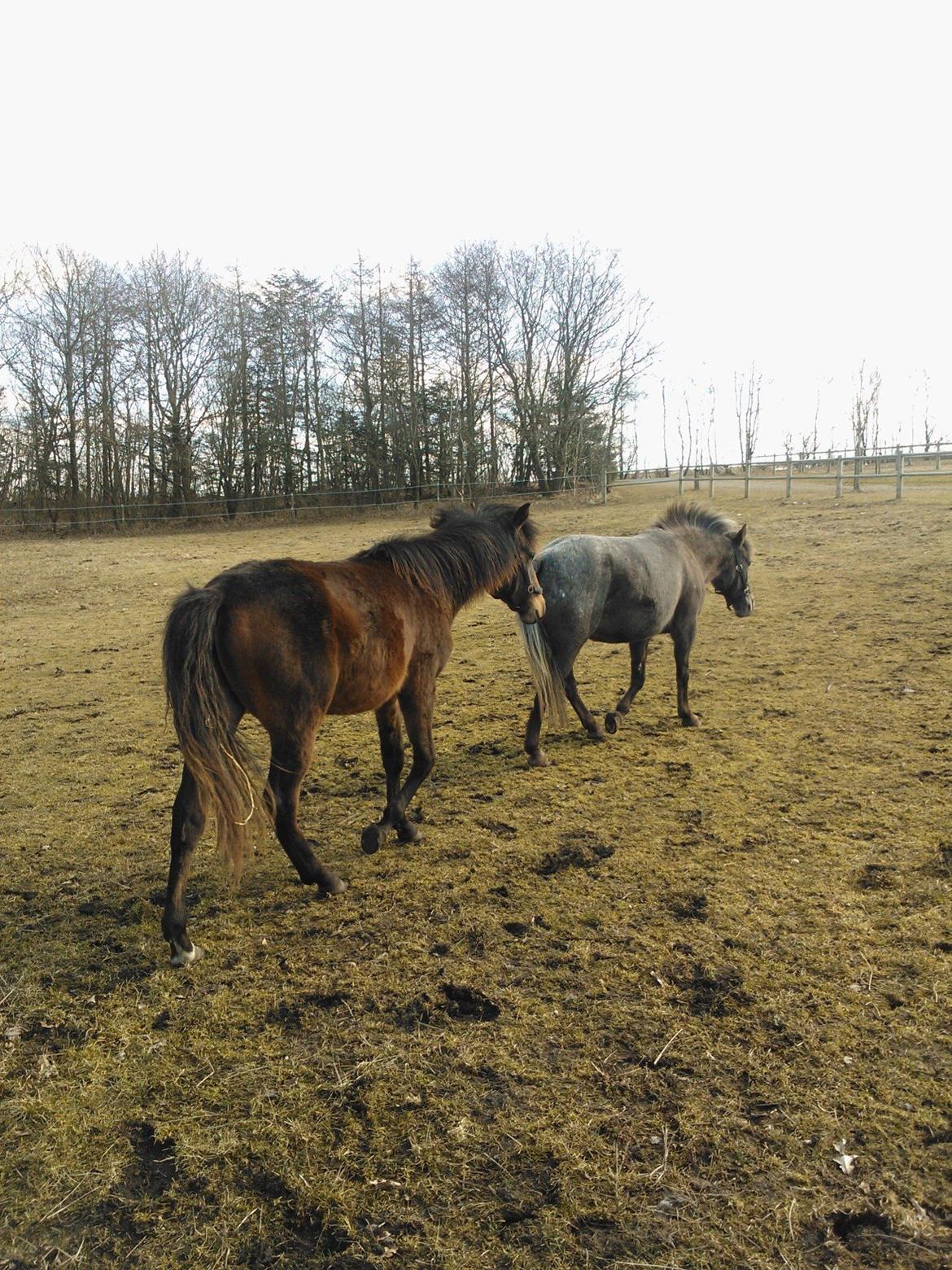 Anden særlig race No Body's Perfect  - Pølle og hans mor Dixie  billede 2