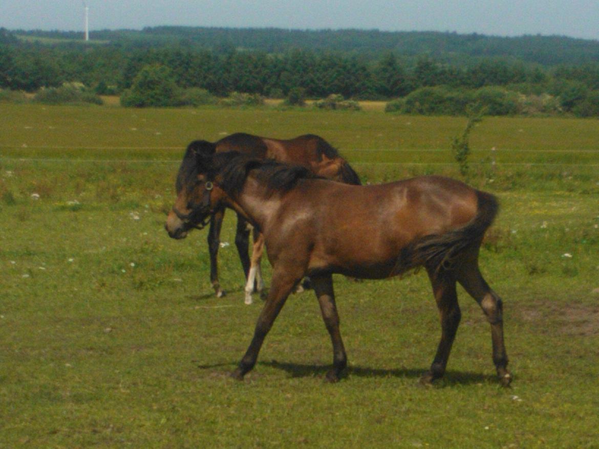 Anden særlig race No Body's Perfect  - Bassen på fold billede 3