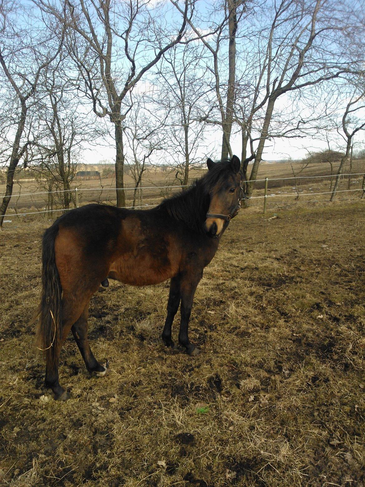 Anden særlig race No Body's Perfect  - Pølle <3 billede 1