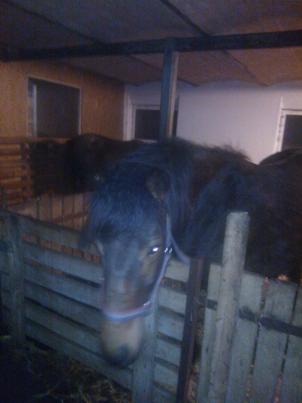 Anden særlig race No Body's Perfect  billede 5