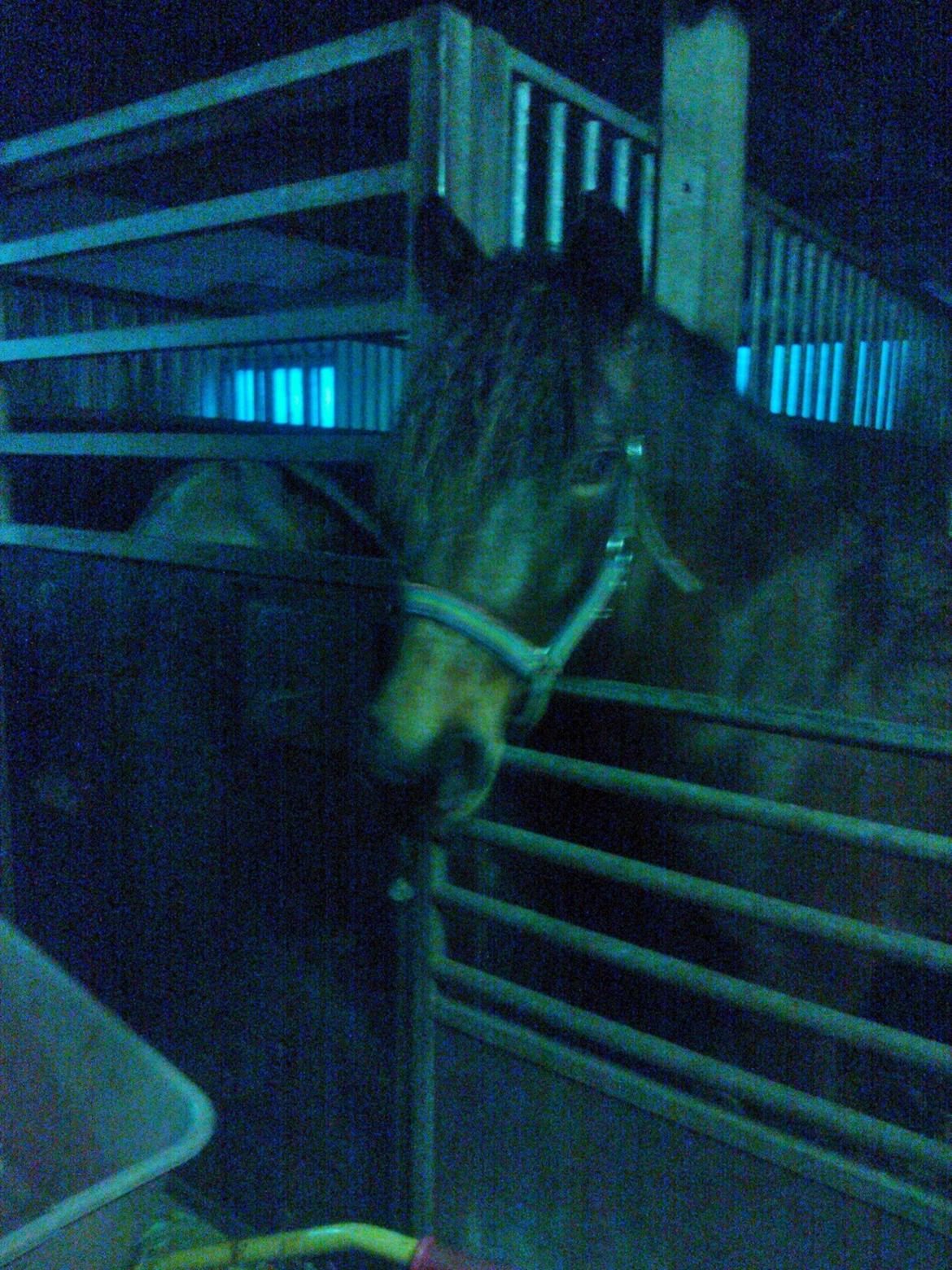 Anden særlig race No Body's Perfect  billede 6