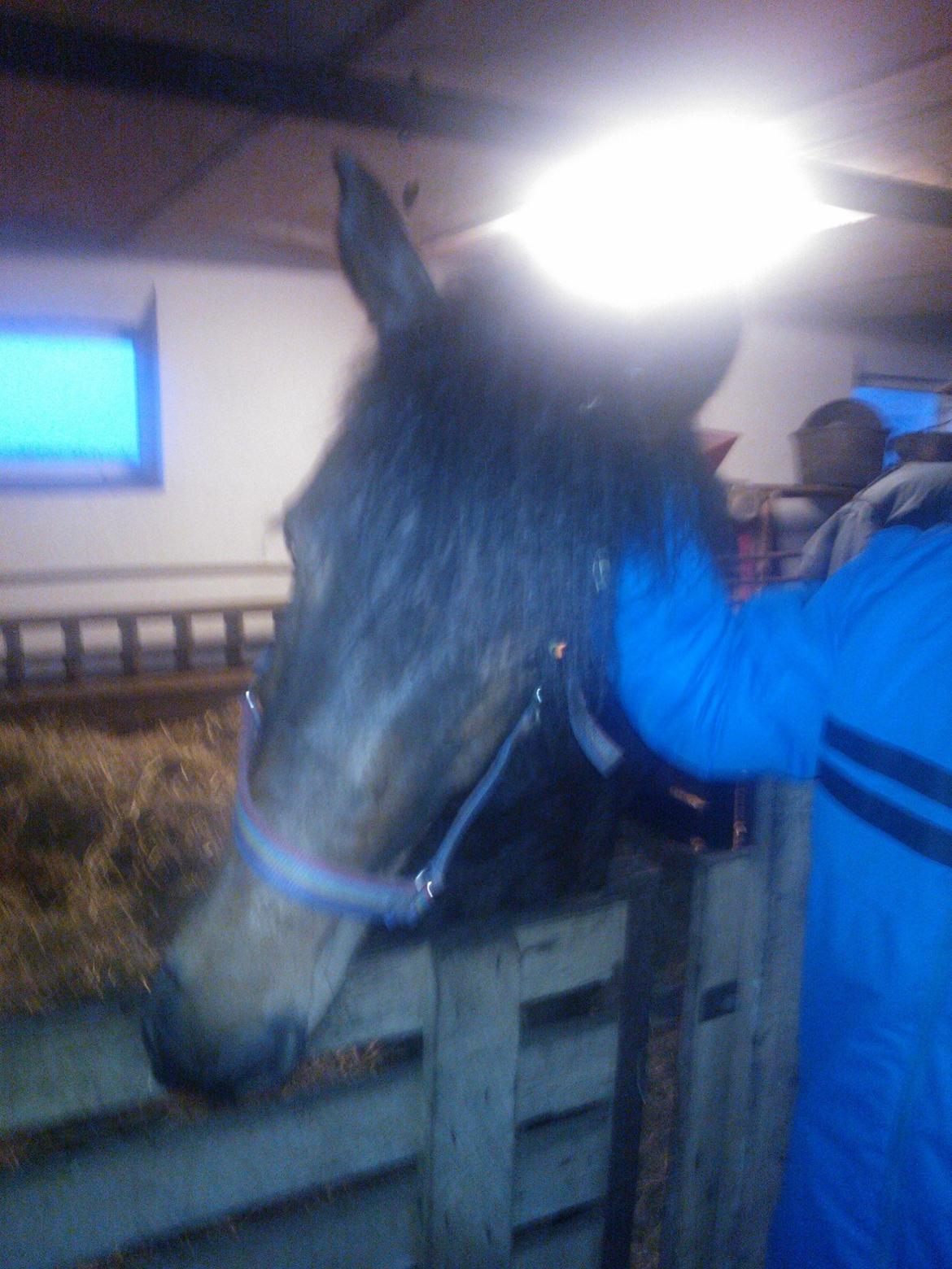 Anden særlig race No Body's Perfect  - Nussehoved billede 4