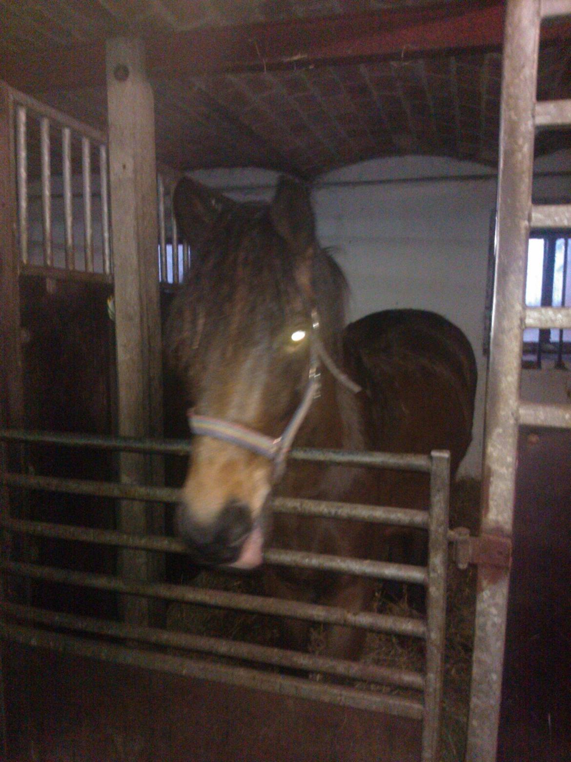 Anden særlig race No Body's Perfect  billede 7