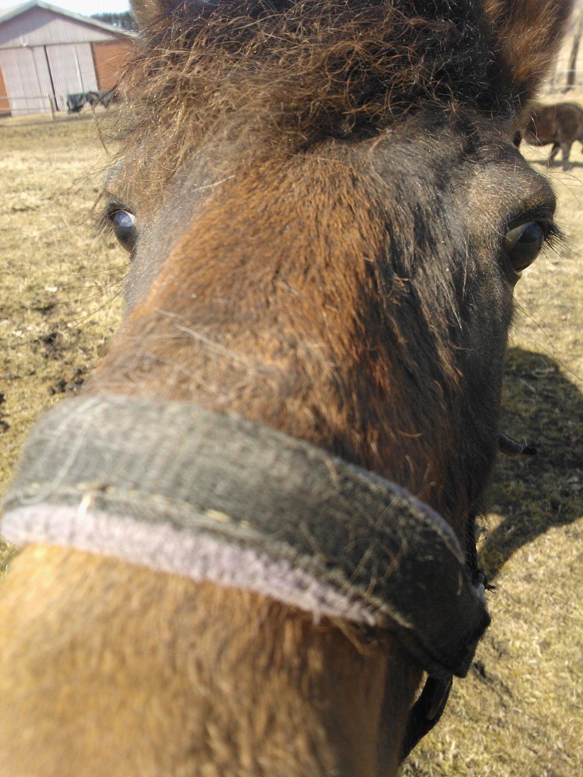 Anden særlig race No Body's Perfect  billede 8