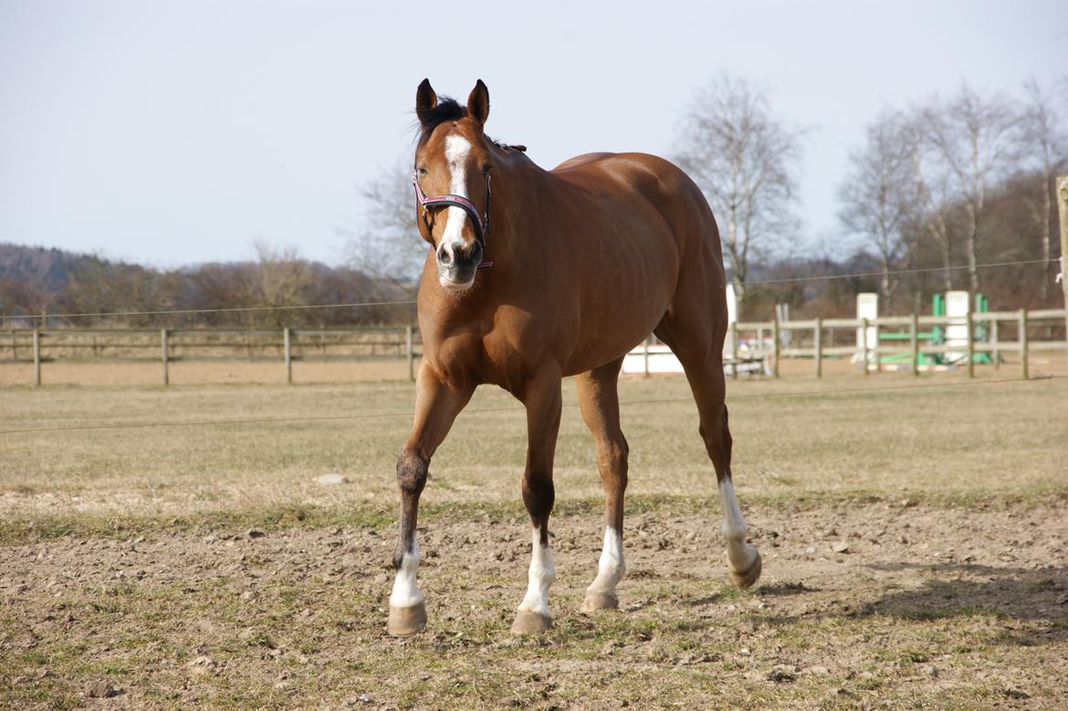 Tysk Oldenburger Clasira Linde  billede 6