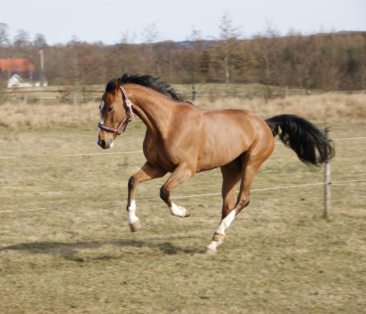 Tysk Oldenburger Clasira Linde  billede 14