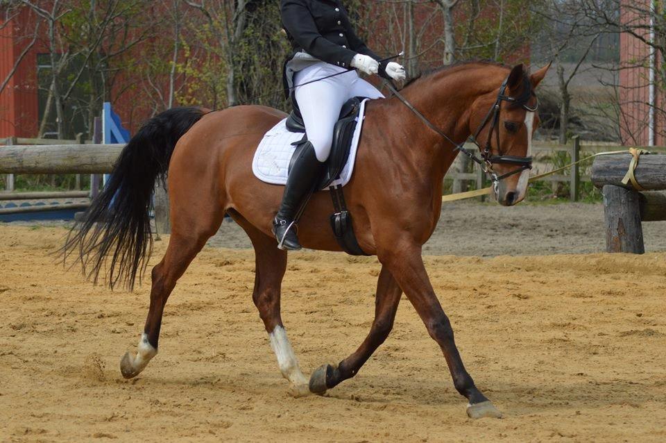 Dansk Varmblod Landanos billede 9