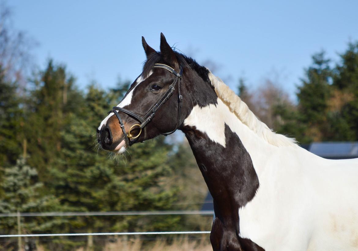 Pinto SØGAARDS MASTERPIECE (Solgt) billede 17