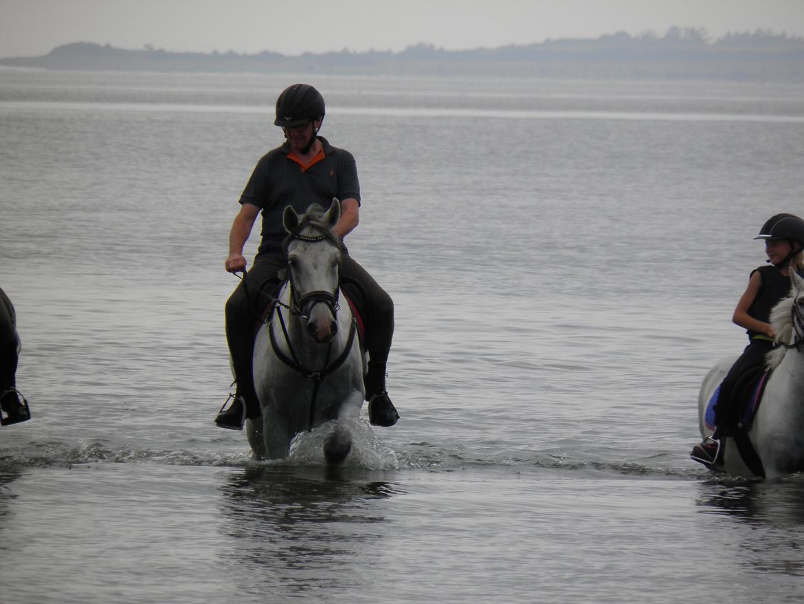 Dansk Varmblod catano - jørn og catano ved vandet, catano elsker det når han først er i. billede 18
