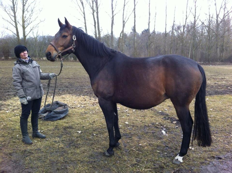 Dansk Varmblod La Romadur billede 8