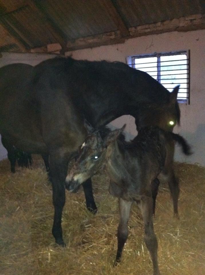 Dansk Varmblod La Romadur billede 9