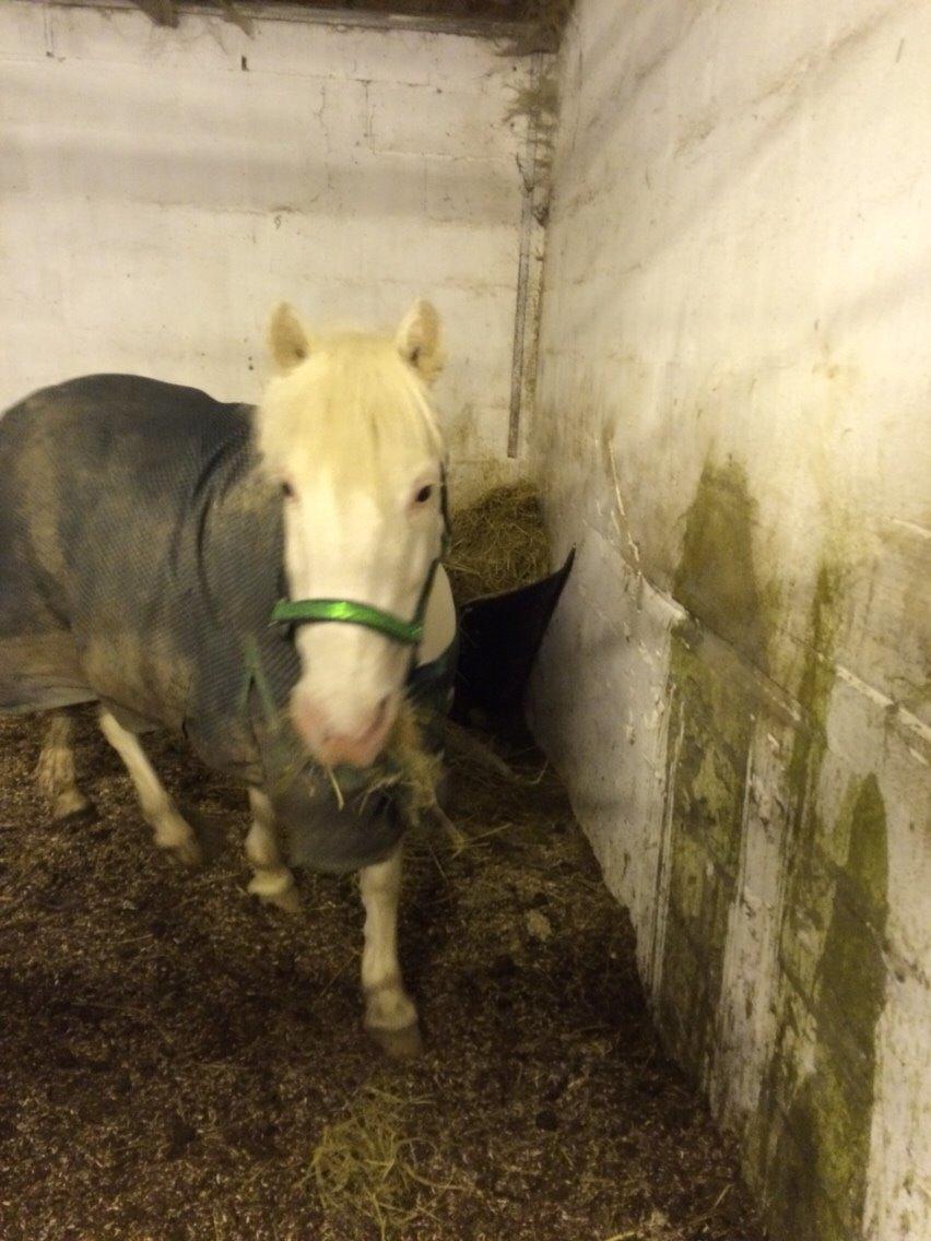 Anden særlig race Tulle billede 1