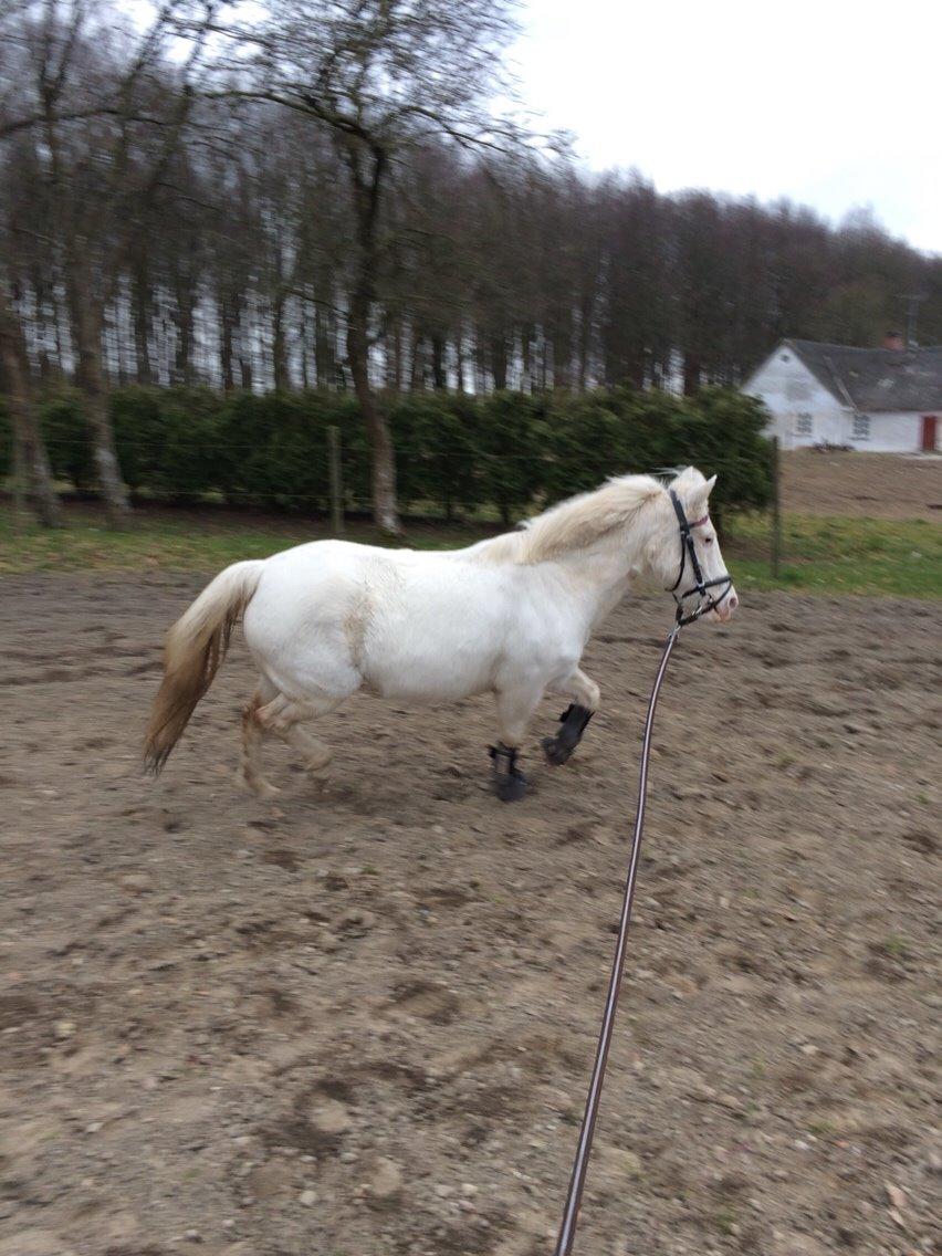 Anden særlig race Tulle billede 2