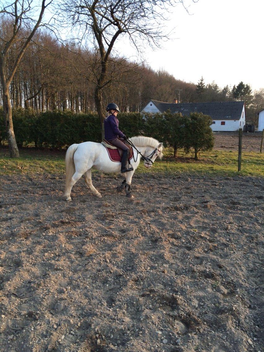 Anden særlig race Tulle billede 4