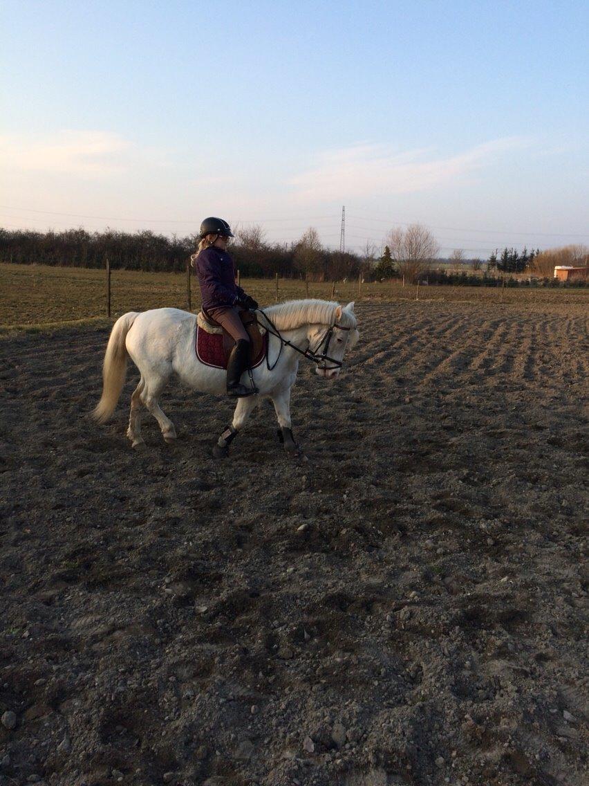 Anden særlig race Tulle billede 5