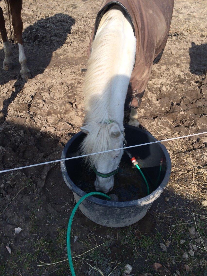 Anden særlig race Tulle billede 6