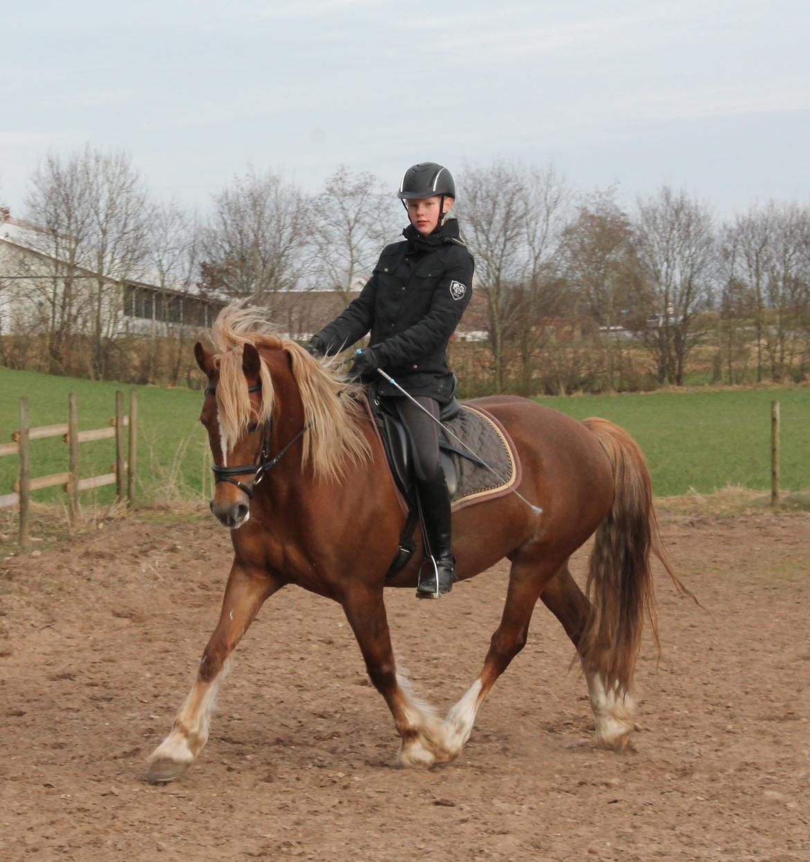 Welsh Cob (sec D) SIRIUS-S (DNK) - Dressur træning efter operationen <3 billede 14