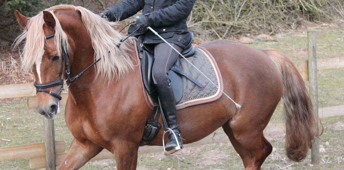 Welsh Cob (sec D) SIRIUS-S (DNK) - Dressur træning efter operationen :-) billede 15