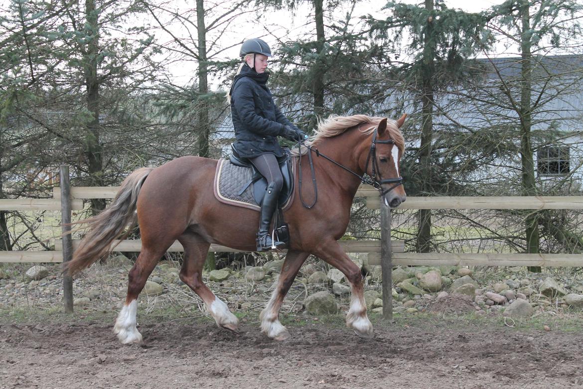 Welsh Cob (sec D) SIRIUS-S (DNK) - Dressur træning efter operationen billede 16