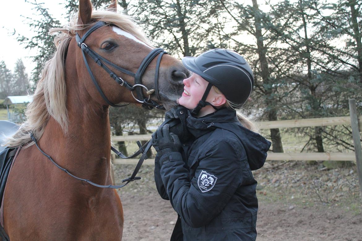 Welsh Cob (sec D) SIRIUS-S (DNK) - Kys <3 billede 20